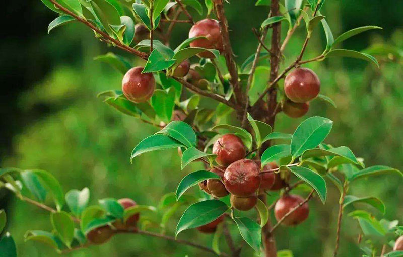 湖北恒貿(mào)茶油有限公司