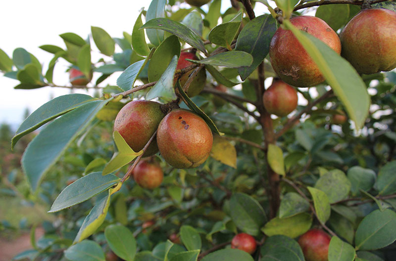湖北恒貿茶油有限公司 湖北恒貿茶油有限公司