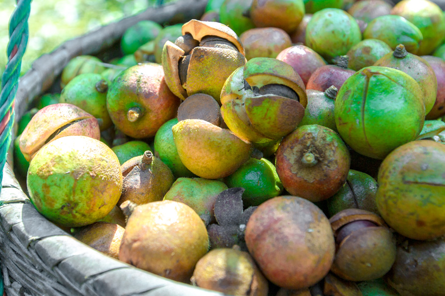 湖北山茶油廠家 湖北山茶油廠家