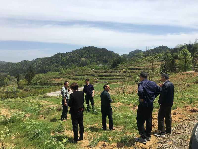 湖北有機(jī)山茶油