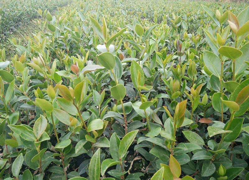 湖北有機山茶油