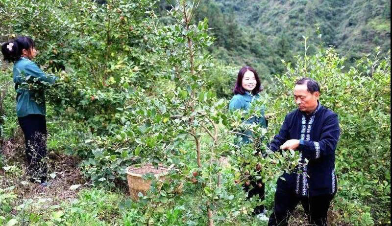 湖北恒貿茶油有限公司彭大波榮獲“工業(yè)企業(yè)發(fā)展突出人才”稱號