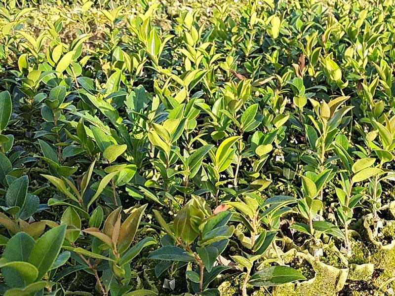 湖北恒貿(mào)茶油有限公司 湖北恒貿(mào)茶油有限公司