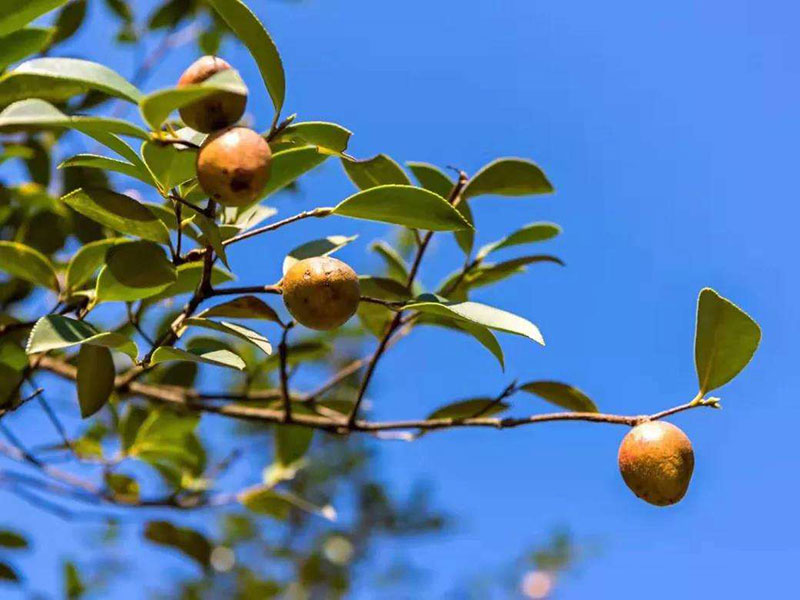 湖北野山茶油 湖北野山茶油