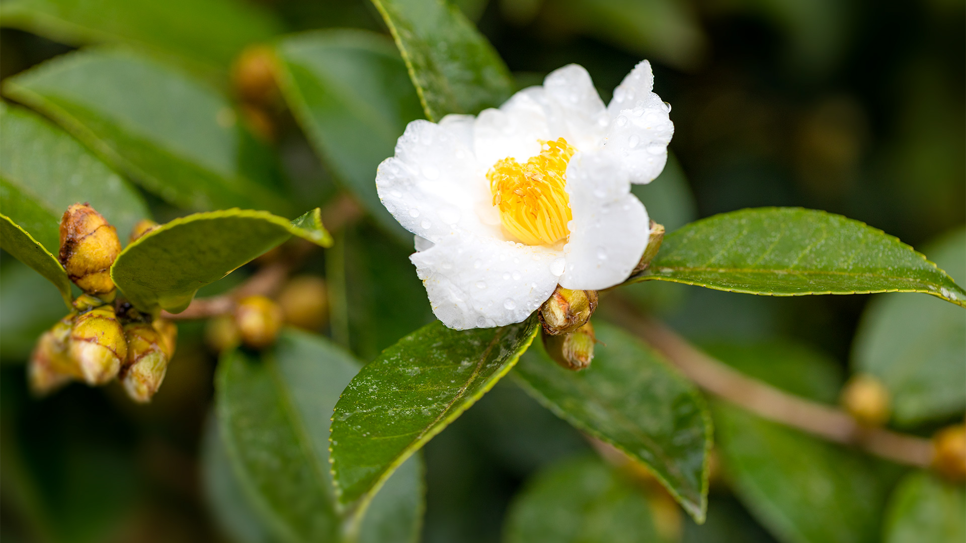 IMG_8150_1920_169.jpg IMG_8150_1920_169.jpg